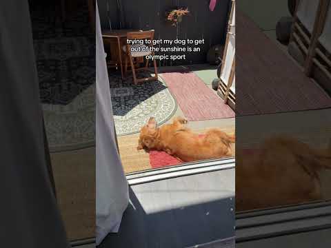 coming home to my golden retriever🥵goldenretreivers dog pup… サムネイル