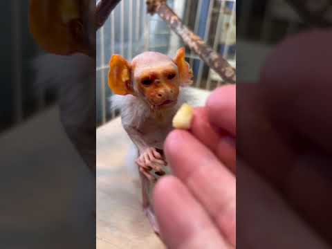 お猿さんブームの中・・・日本にこんなお猿さんがいるという奇跡♪猿 動物園 コモンマーモセット サムネイル