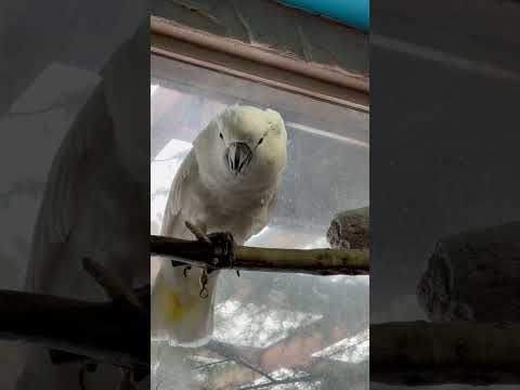 short タイハクオウムのライラくん　那須どうぶつ王国　2026年1月30日 サムネイル