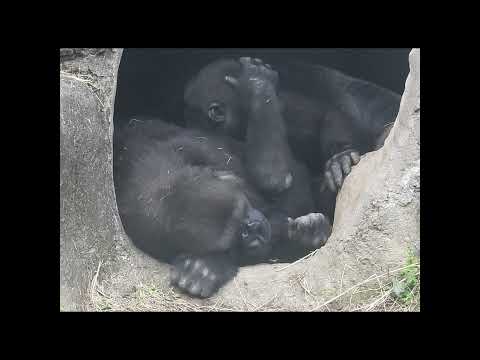 nap holding son.gorilla Iriki 14y old mom & son Ringo 4y8m… サムネイル