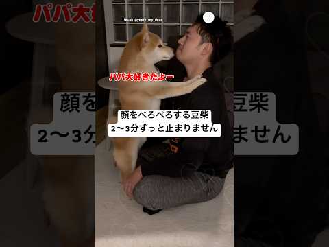 止まらない…パパの顔を舐め続ける豆柴　柴犬　犬　かわいい 犬のいる暮らし 豆柴 サムネイル
