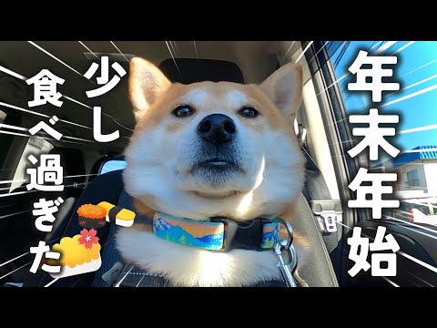 少しだけ太っていた柴犬こむぎのお話【あるじのステップ】 サムネイル