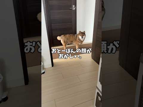 色気付いた犬🐕の飼い主が不憫な結果に サムネイル