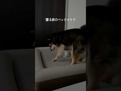 整ったのかな？？柴犬 shorts サムネイル