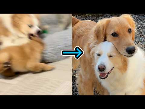 最悪の出会いだった先住犬と子犬が、本当の家族になるまでの3年間の軌跡【＃ボーダーコリー＃ゴールデンレトリバー】 サムネイル