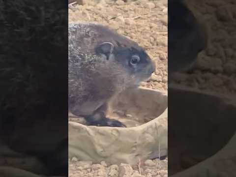 shorts モグモグ❣️ゆばちゃん　ウッドチャック　那須どうぶつ王国 サムネイル