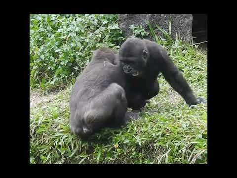 little gorilla brothers Jabali 4y1m old & Ringo 3y6m old. s… サムネイル