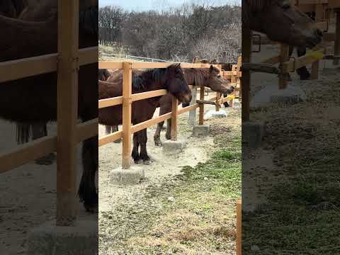 shorts エサを待つ❣️馬さん達　那須どうぶつ王国　IMG 1100 サムネイル