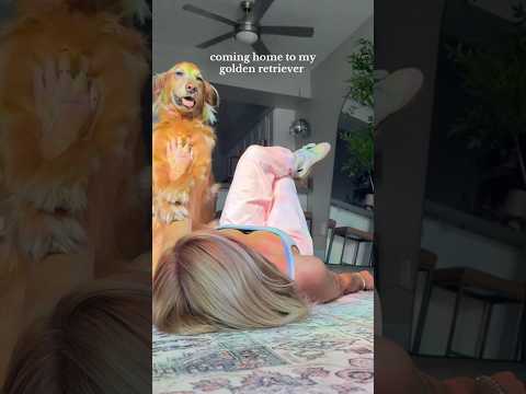 dog-tor coby to rescue🛟goldenpup puppy goldenpupppy dogbree… サムネイル