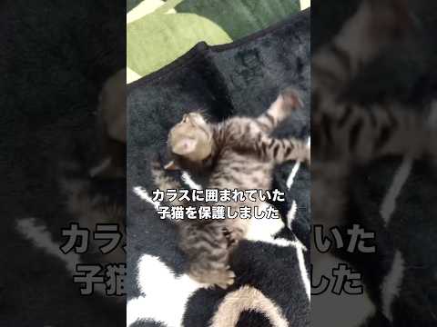 麻酔をかけたらもう目を覚まさないかもしれないと宣告を受けた保護猫 保護猫 子猫 障害のある猫 野良猫 サムネイル