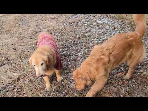 霜柱はかき氷？　バリバリ美味しそうに食べるゴールデンレトリバーの親子 サムネイル