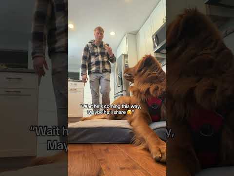 This is my dogs side of the story.. サムネイル