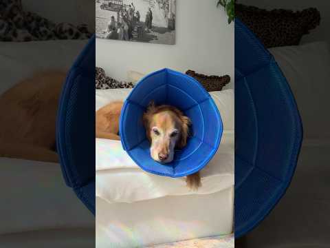 conversations with my golden retriever🥺goldenretreivers dog… サムネイル