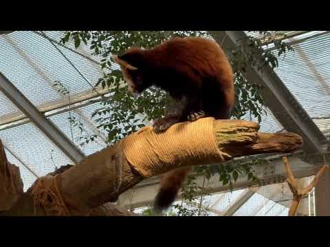 ケンカの後は通常通り😅　レッサーパンダ　神戸どうぶつ王国にて　2025年12月29日 サムネイル