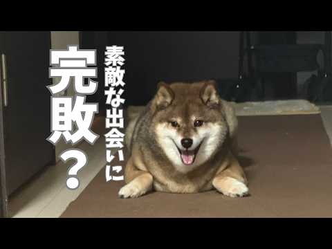 柴犬あずはなの動画 サムネイル