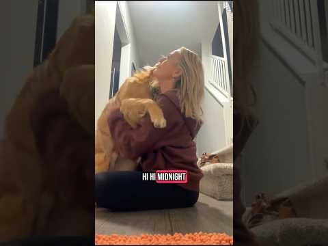 coming home to my golden retriever ♥️ goldendog dog puppy g… サムネイル