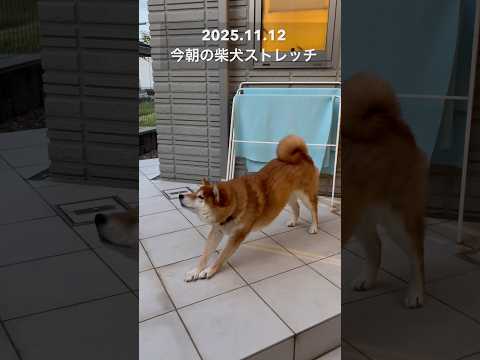 今朝の柴犬ストレッチdog doggie 柴犬 shibainu healing 愛犬 stretch routine… サムネイル