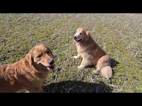 イロハ相手に田んぼで遊ぶトン君(BR GCH.PAM GCH.INTCH.JKC CH) FLY GOLDEN US… サムネイル