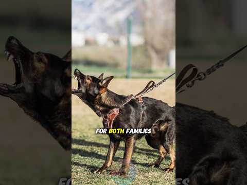 Why German Shepherds Are a Top Choice for Both Families and… サムネイル