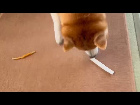 柴犬福 今年から母からのガムが選択制になった柴犬(第一ガムor第ニガム)🤣Shiba-choice🤣 サムネイル