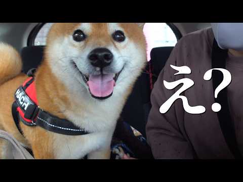 健康診断中、残念なお知らせを聞いた柴犬がこうなりました。 サムネイル
