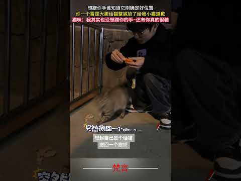 想蹭你手誰知道它剛確定好位置 你一個雷霆大撤給貓整尷尬了給我小貓道歉 貓 意外 有趣 搞笑 可愛 萌寵 cat ama… サムネイル