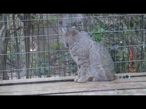ボブキャットのソラちゃん　王子動物園　00035 サムネイル