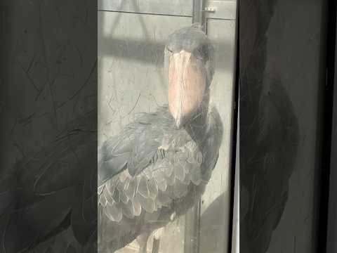 shorts ハシビロコウのハトゥーウェくん　近くにいた〜　上野動物園　2026年2月6日 サムネイル