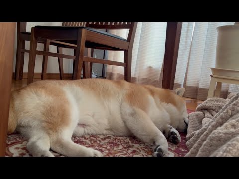 柴犬福 母の横で昼寝柴犬🤣Shiba-Sleep🤣 サムネイル