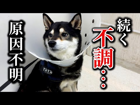 腹痛のその後、原因不明の体調不良が続く柴犬 サムネイル