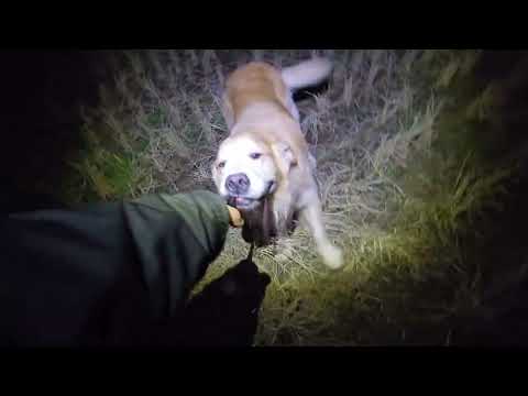 夜の散歩が気になる２歳のイロハ。 サムネイル