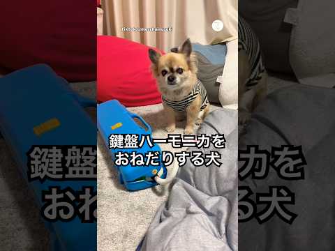 朝も昼も夜も鍵盤ハーモニカをおねだりする犬　　　チワワ　犬　かわいい犬 鍵盤ハーモニカ 犬のいる暮らし サムネイル