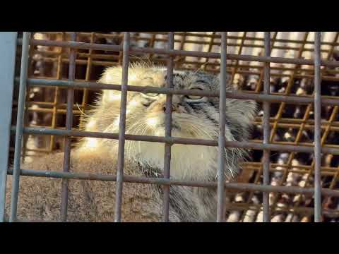 イーリスくん動く🤭　マヌルネコ　王子動物園にて　2025年12月27日 サムネイル