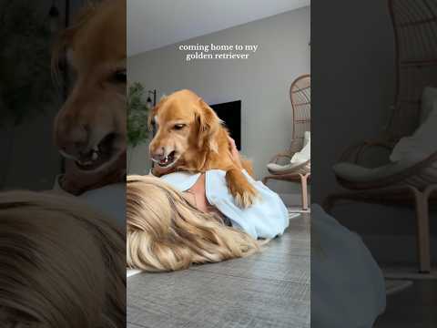 coming home to my golden retriever🥵goldenretreivers dog pup… サムネイル