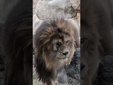 【静岡市立日本平動物園】まったりお散歩！ライオンのギル🦁　shorts サムネイル
