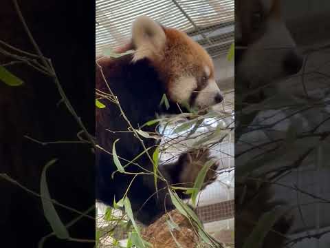 shorts モグモグ　レッサーパンダ陽那ちゃん　神戸どうぶつ王国にて　2025年12月26日 サムネイル