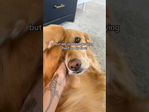 coming home to my golden retriever🥵goldenretreivers dog pup… サムネイル