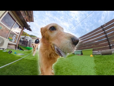 カメラをくわえて走る愛犬の顔が面白過ぎるww【Insta360 X5】 サムネイル
