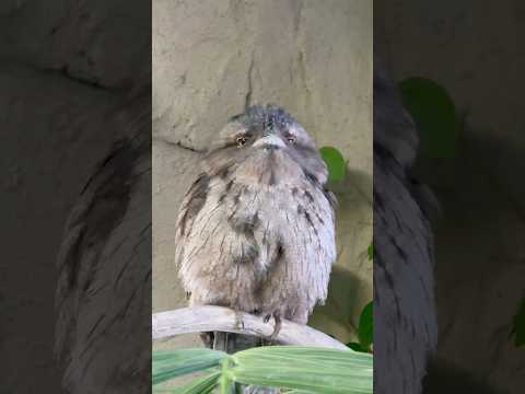 shorts 暖かそうなどらやきくん　オーストラリアガマグチヨタカ　那須どうぶつ王国　2026年1月30日 サムネイル