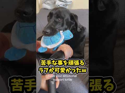 仕事で疲れた皆に贈る笑いと癒しのラブ5選ww　ラブラドールレトリバー 笑える 癒し ラブラドールのいる暮らし 大型犬の… サムネイル