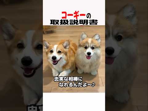 コーギーの取扱説明書　コーギー コーギーのいる暮らし 犬のいる生活 犬動画 犬好きさんと繋がりたい 元気お届け サムネイル