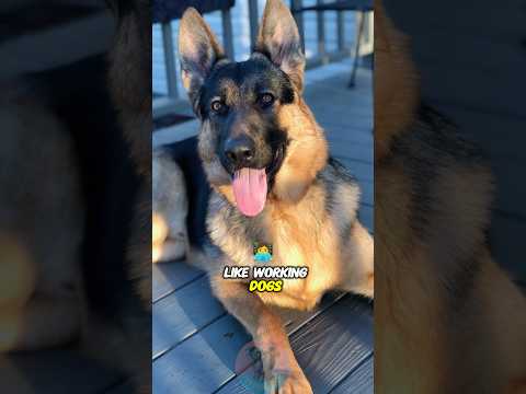 Why German Shepherds Think Like Working Dogs, Not Pets shor… サムネイル