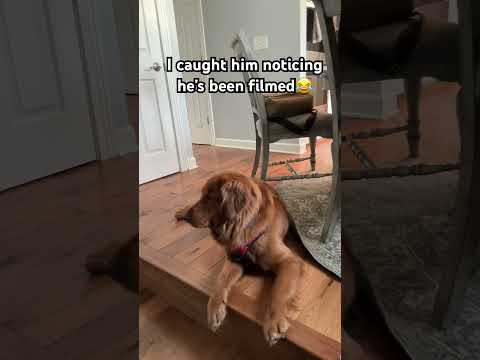 Proof dogs act different around cameras サムネイル