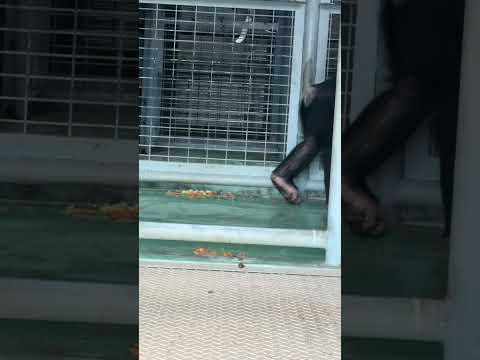 shorts 通り過ぎるチンパンジーくん　のんほいパーク　2025年2月7日  IMG 1919 サムネイル