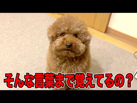 犬って知らない間に人間の言葉覚えすぎだよね。【トイプードル】 サムネイル