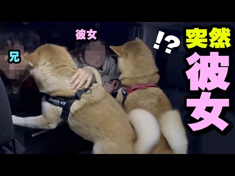 突然、車窓に兄の彼女が現われ大パニック柴犬姉妹…2ヶ月ぶりに恋敵と再会へ サムネイル
