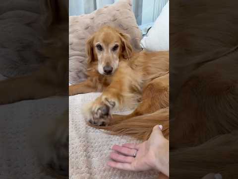 coming home to my golden retriever🥵goldenretreivers  dog pu… サムネイル