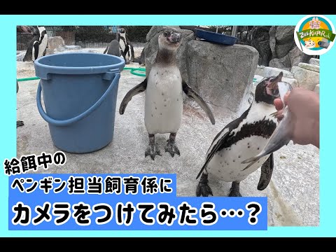 【飼育係体験動画】給餌中のペンギン担当飼育係にカメラをつけてみたら…？　東武動物公園　公式YouTubeチャンネル サムネイル