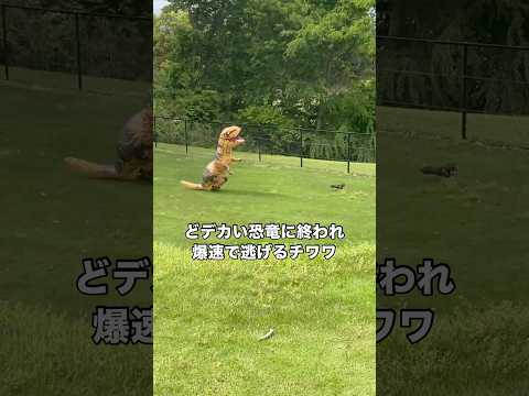 友人よ、愛犬をいじめないで⋯w 友人の犬もビビってプチパニックでした。 チワワ ロングコートチワワ 小型犬 恐竜 サムネイル