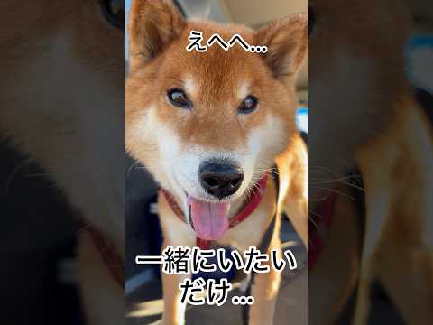 ’26.1.10 力丸は寂しがり屋さん… 柴犬 shibainu 柴犬のいる暮らし 柴犬の日常 カメラ目線 眠い犬 力丸 サムネイル